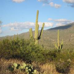 Saguaro NP